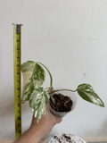 Rooted Variegated Monstera Albo Borsigiana Plant - Rare Indoor Houseplant