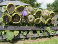 Mongolian Giant Sunflower Seeds 10 Pack | Tall Helianthus annuus for Garden & Landscape | Full Sun, Attracts Pollinators