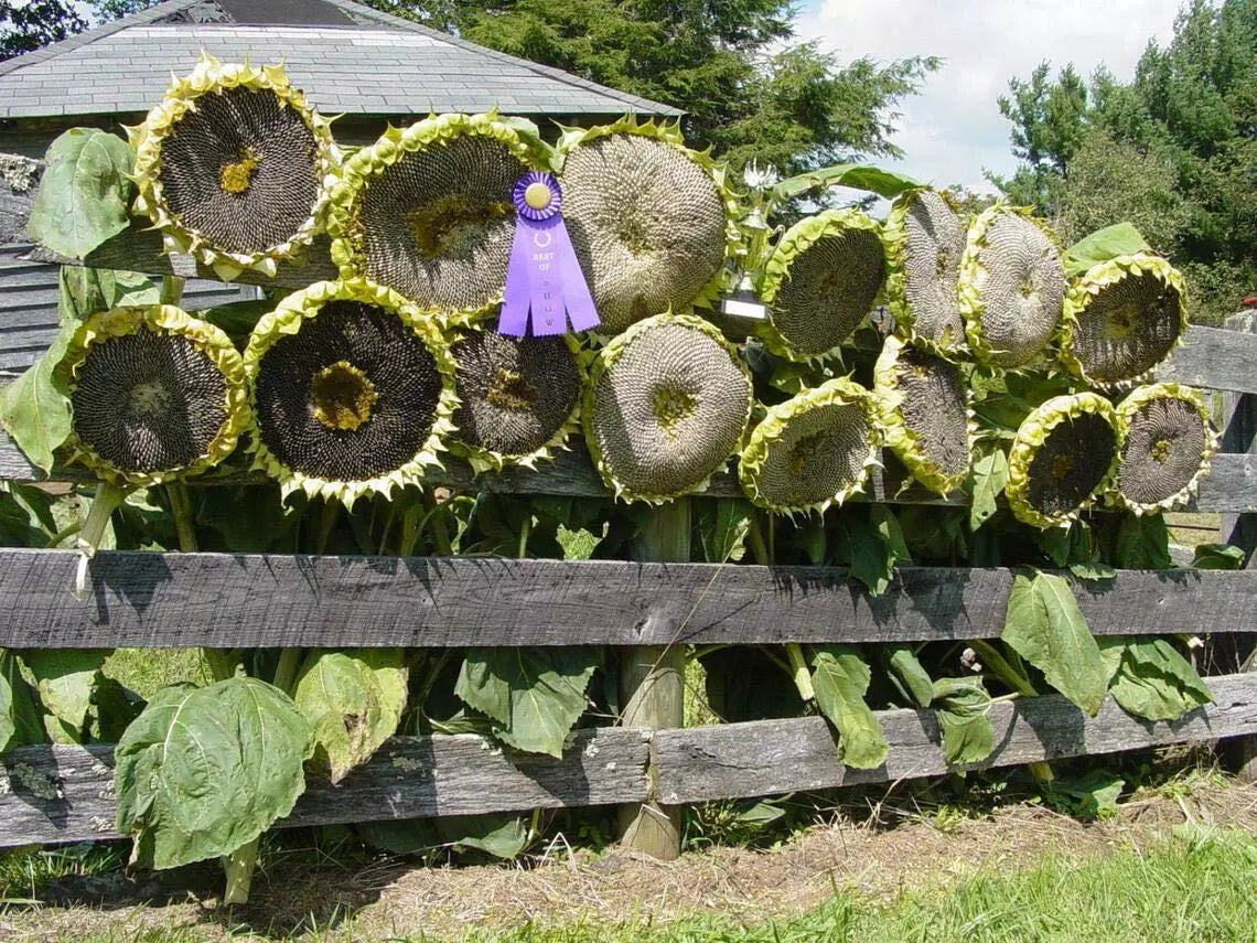 Mongolian Giant Sunflower Seeds 10 Pack | Tall Helianthus annuus for Garden & Landscape | Full Sun, Attracts Pollinators