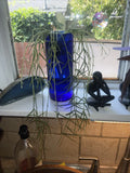 Hoya Linearis Cuttings 3-Inch Rooted Plant Uncommon Houseplant Indoor Decor Trailing Vine Hoya linearis