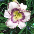 Beth Herr Daylily Bare Root Plants – Hemerocallis 'Beth Herr' – Vibrant Perennial Flowers, Easy Care, Pollinator Attracting, Full Sun to Partial Shade