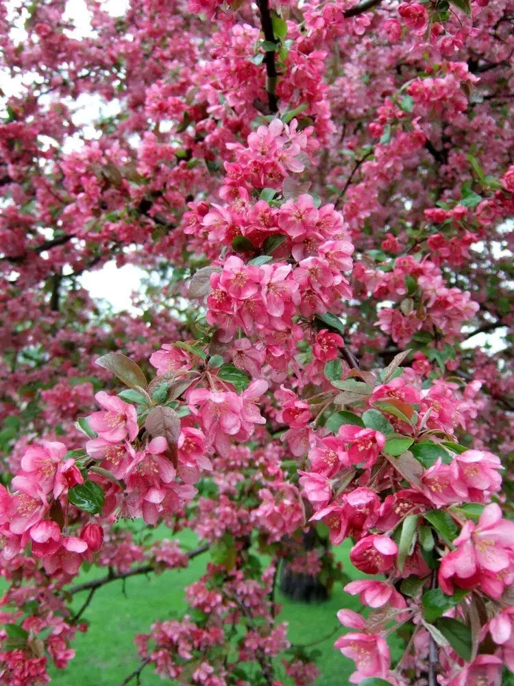 Adams Crabapple Seeds - 25+ Malus domestica 'Adams' for Garden Planting, Flowering Tree, Wildlife Attractant, Landscaping