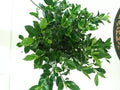 Heirloom White Gardenia Cuttings 7 No Roots - Gardenia jasminoides Fragrant Shrub Plant for Garden & Container