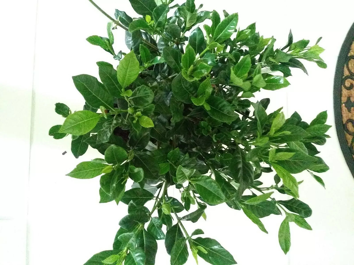 Heirloom White Gardenia Cuttings 7 No Roots - Gardenia jasminoides Fragrant Shrub Plant for Garden & Container