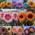 Giant Teddy Bear Sunflower Seeds - Heirloom Non-GMO for Gardens - Helianthus annuus - 700+ Seeds