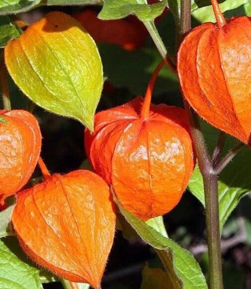 Chinese Lantern Seeds 100+ Franchetti Physalis alkekengi Perennial Flower for Garden Borders & Containers