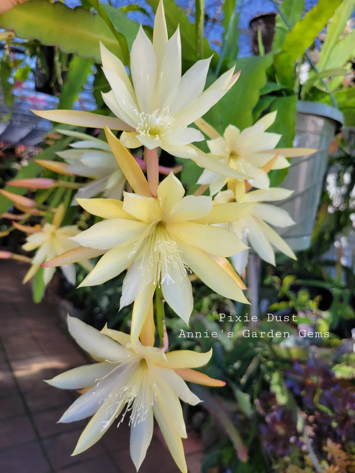 Epiphyllum Cuttings - 8-10 Inches - Pixie Dust Variety - Epiphyllum oxypetalum - Cactus Propagation Plant
