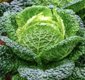 Savoy Perfection Cabbage Seeds – 1000 Non-GMO Brassica oleracea for Crisp, Tender Heads, Full Sun, Easy to Grow