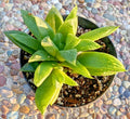 Haworthia Turgida Var. Longibraacteata Succulent 5" Potted Plant with Transparent Tips Rare Indoor Plant