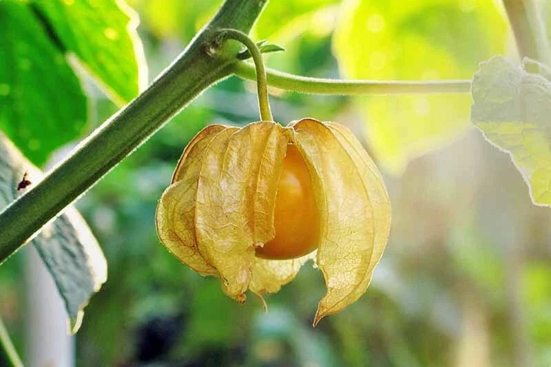 Ground Cherry Seeds - Heirloom Pineapple Physalis Ixocarpa Organic Non-GMO Gardening Seeds