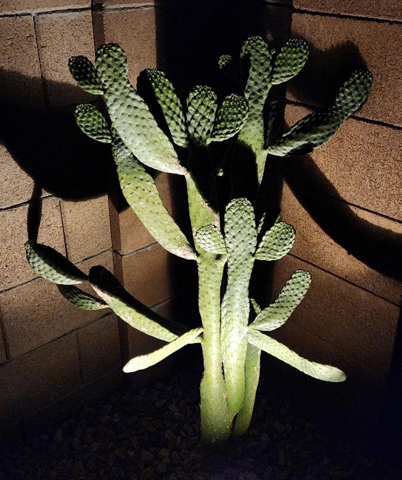 Consolea Rubescens Live Pad Cutting – Road Kill Cactus Succulent for Garden or Indoor Decor