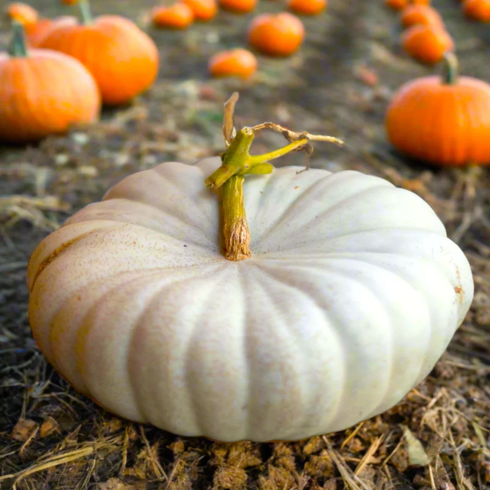 Flat White Boer Pumpkin Seeds | Stackable Cinderella Casper Squash | Cucurbita pepo | Decorative & Culinary Seeds