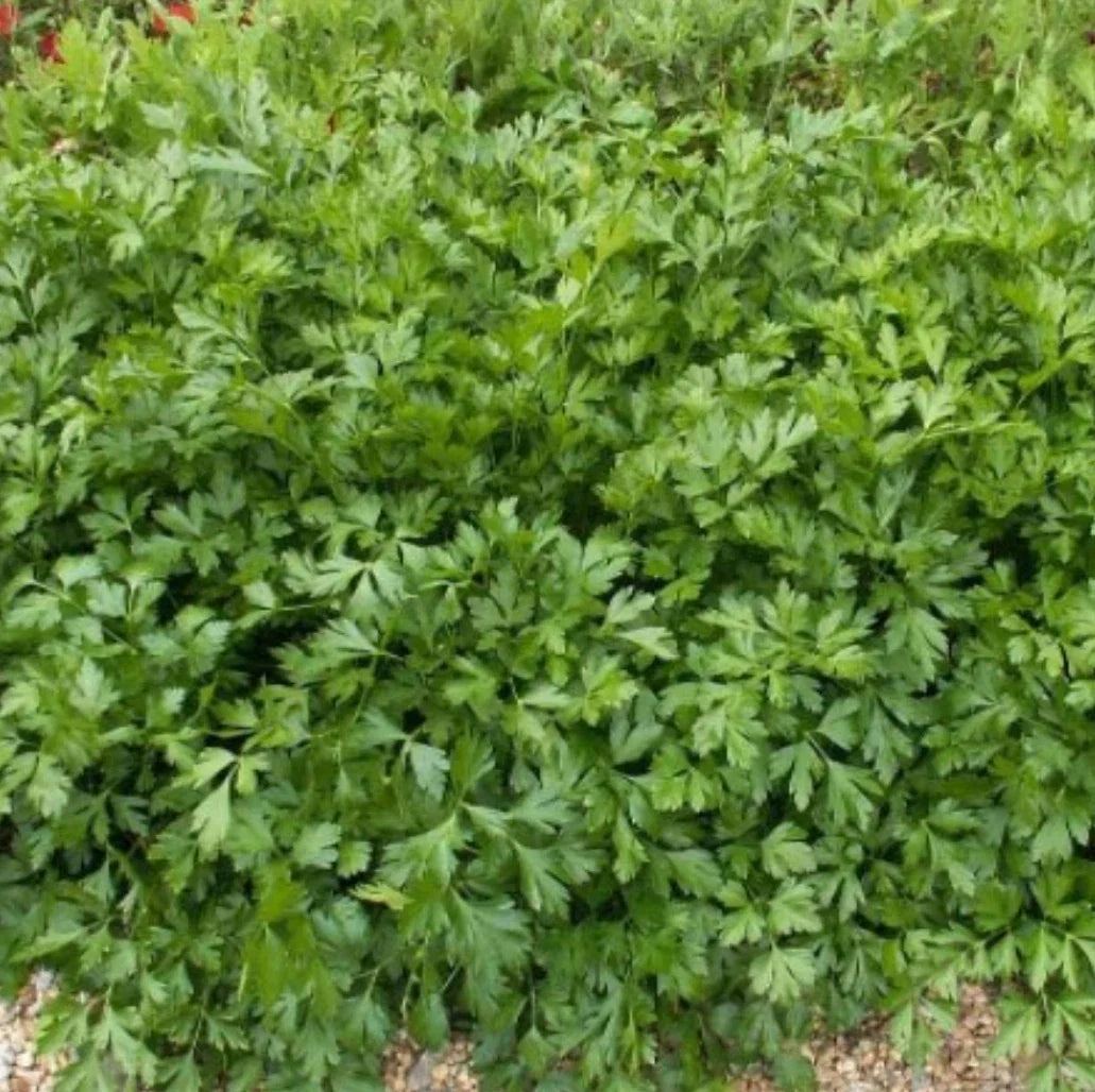 Italian Giant Parsley Seeds – Heirloom Flat-Leaf Variety, 4000 Seeds, Petroselinum crispum, Culinary Herb, Easy to Grow