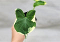 Alocasia Mickey Mouse Plant | 3" Indoor Live Plant | Variegated Elephant Ear | Alocasia micholitziana 'Frydek'