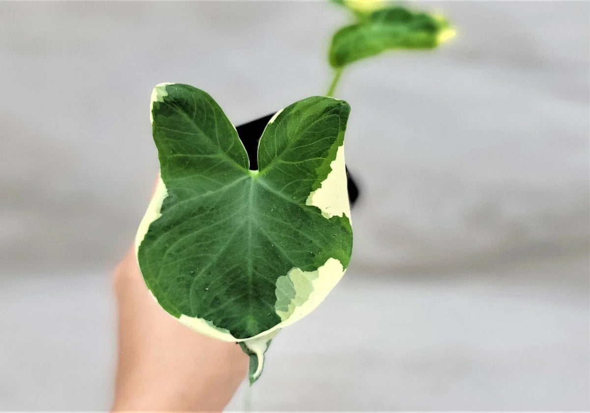 Alocasia Mickey Mouse Plant | 3" Indoor Live Plant | Variegated Elephant Ear | Alocasia micholitziana 'Frydek'