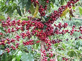 Coffee Seeds for Planting - Arabica Variety, 30 Seeds, Coffea arabica, Garden, Indoor & Outdoor