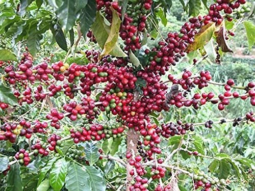 Coffee Seeds for Planting - Arabica Variety, 30 Seeds, Coffea arabica, Garden, Indoor & Outdoor