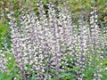 White Wild False Indigo Seeds - Native Perennial, Nitrogen-Fixing Baptisia alba, Wildflower for Gardens & Pollinators
