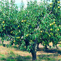 European Pear Tree Seeds - Pyrus communis, Fast Growing Hardy Fruit & Flower Garden Seeds, Deciduous Tree