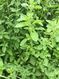 Greek Oregano Plant 4" Pot - Origanum vulgare - Aromatic Culinary Herb with Pink-Purple Flowers