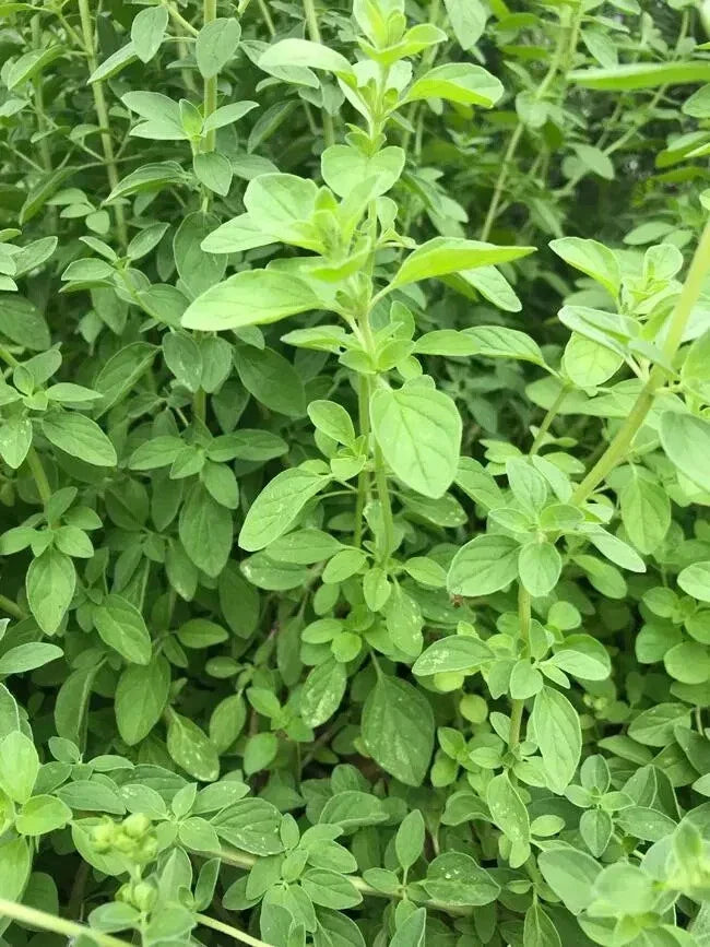 Greek Oregano Plant 4" Pot - Origanum vulgare - Aromatic Culinary Herb with Pink-Purple Flowers