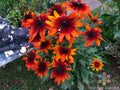 Gypsy Chycks Rudbeckia Seeds - 200+ Black-eyed Susan Annual Flower Seeds for Garden, Full Sun, Rudbeckia hirta