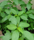 Egyptian Spinach Seeds - Over 200, Corchorus olitorius, Saluyot, Molokhia, Leafy Green, Non-GMO, Home Garden, Container Gardening