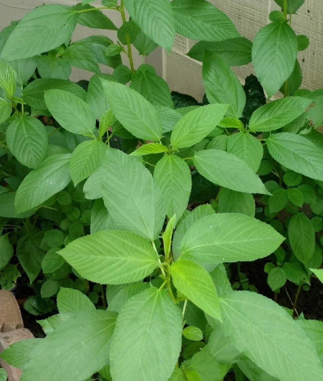 Egyptian Spinach Seeds - Over 200, Corchorus olitorius, Saluyot, Molokhia, Leafy Green, Non-GMO, Home Garden, Container Gardening