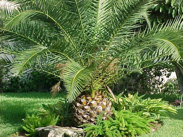 Canary Island Date Palm Tree, 1 Plant, Phoenix Canariensis, Tropical Indoor Outdoor Decorative Plant