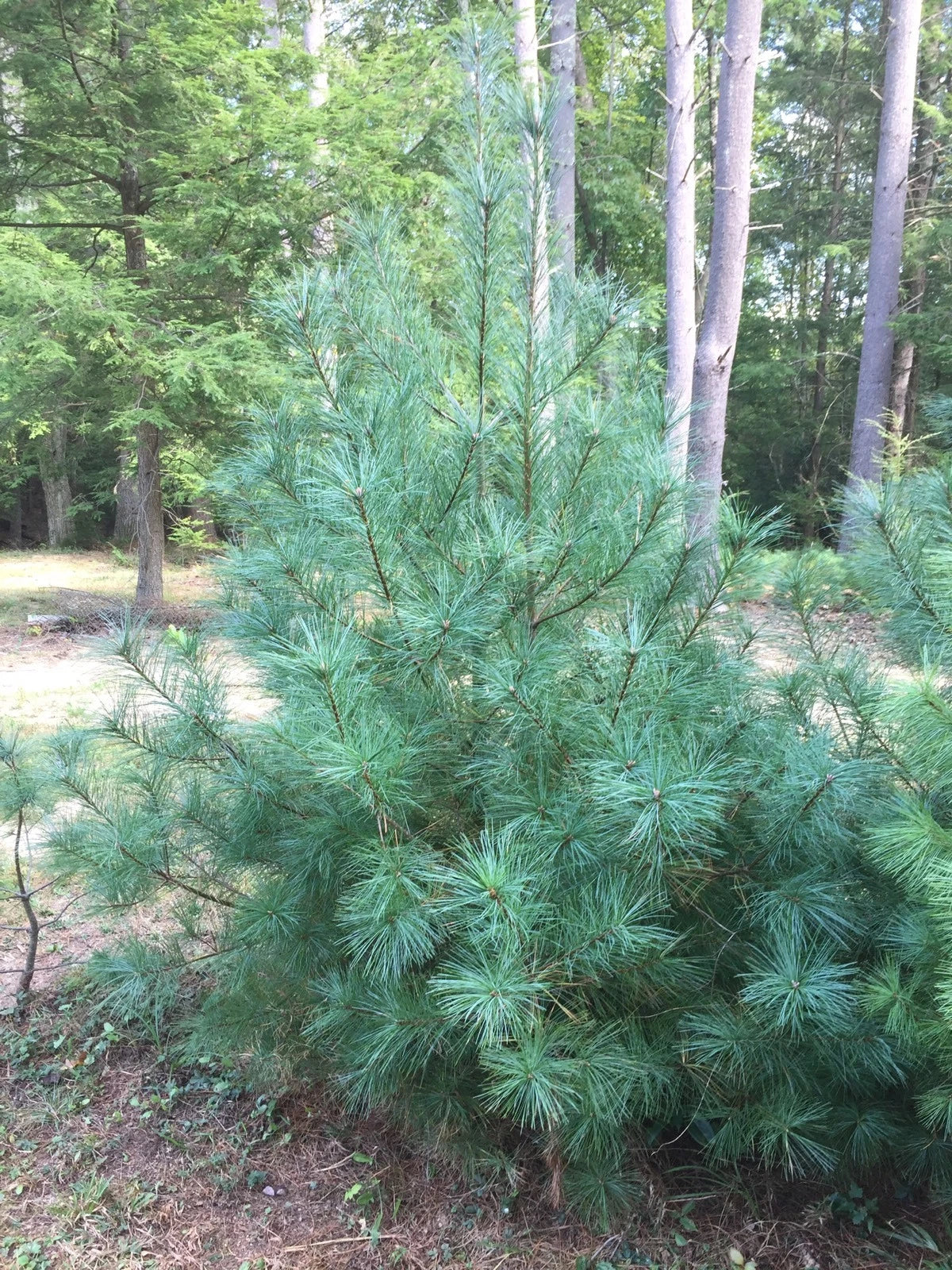 Eastern White Pine Tree Seedlings - 24-30 Inches Bare Root Transplants - Pinus strobus Lot of 3