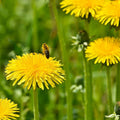 Dandelion Seeds for Planting - 250 Count - Perennial Herb with Yellow Flowers - Taraxacum officinale