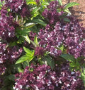 Holy Basil Seeds - 500+ Non-GMO Tulsi Ocimum sanctum for Organic Gardening, Herbal Tea & Ayurvedic Remedies