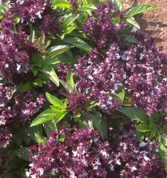 Holy Basil Seeds - 500+ Non-GMO Tulsi Ocimum sanctum for Organic Gardening, Herbal Tea & Ayurvedic Remedies