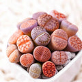 Mixed Lithops Seeds - 100 Seeds - Lithops Pseudotruncatella - Living Stones Succulent Variety for Indoor & Outdoor Gardening