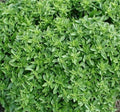 Dwarf Greek Basil Seeds 300+ Non-GMO Herb, Compact Ocimum basilicum, Culinary Spice for Indoor & Outdoor Gardening