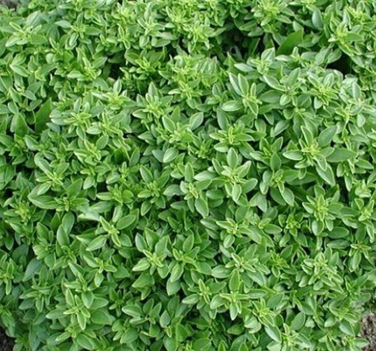 Dwarf Greek Basil Seeds 300+ Non-GMO Herb, Compact Ocimum basilicum, Culinary Spice for Indoor & Outdoor Gardening