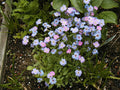 Bird's Eye Seeds - 3150 Seeds - Fragrant Purple & White Flowers - Capsicum annuum Annual Plant