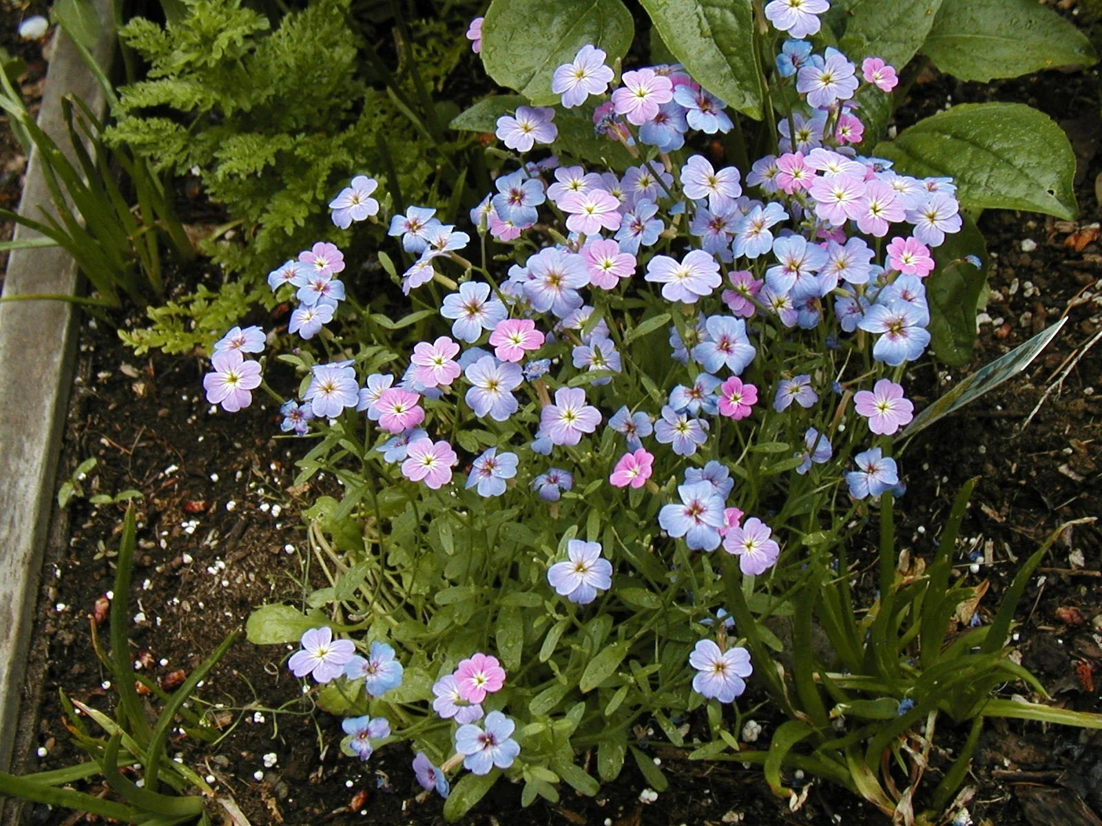 Bird's Eye Seeds - 3150 Seeds - Fragrant Purple & White Flowers - Capsicum annuum Annual Plant