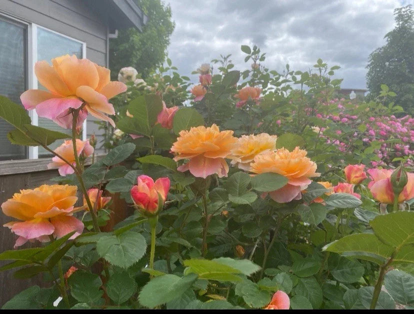 Heirloom Rose Cuttings 5-8" Unrooted The Impressionist™ Rosa spp. Garden Climbing & Bushy