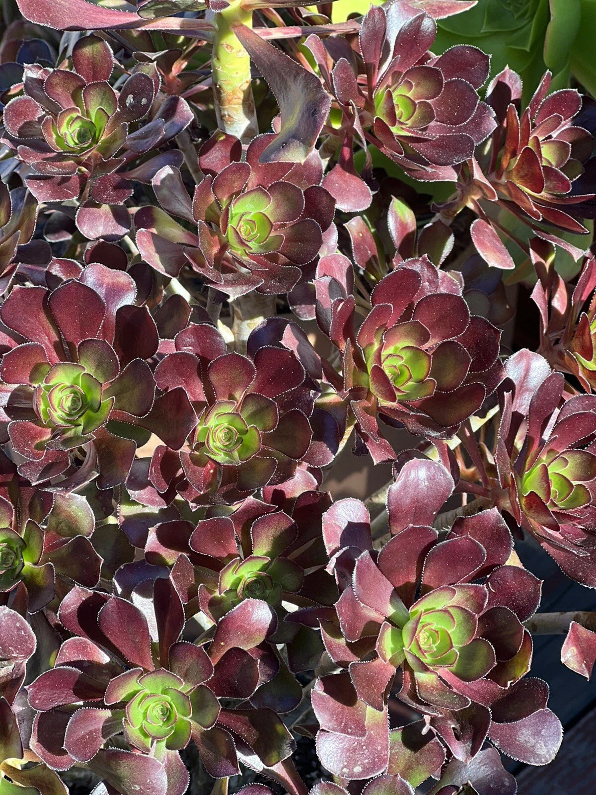 Aeonium Voodoo Cutting - Succulent Plant with Dark Purple Rosettes - Aeonium arboreum 'Zwartkop'