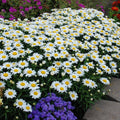 Shasta Daisy Seeds - 200+ Heirloom Non-GMO Leucanthemum × superbum for Gardens, Borders & Cut Flowers