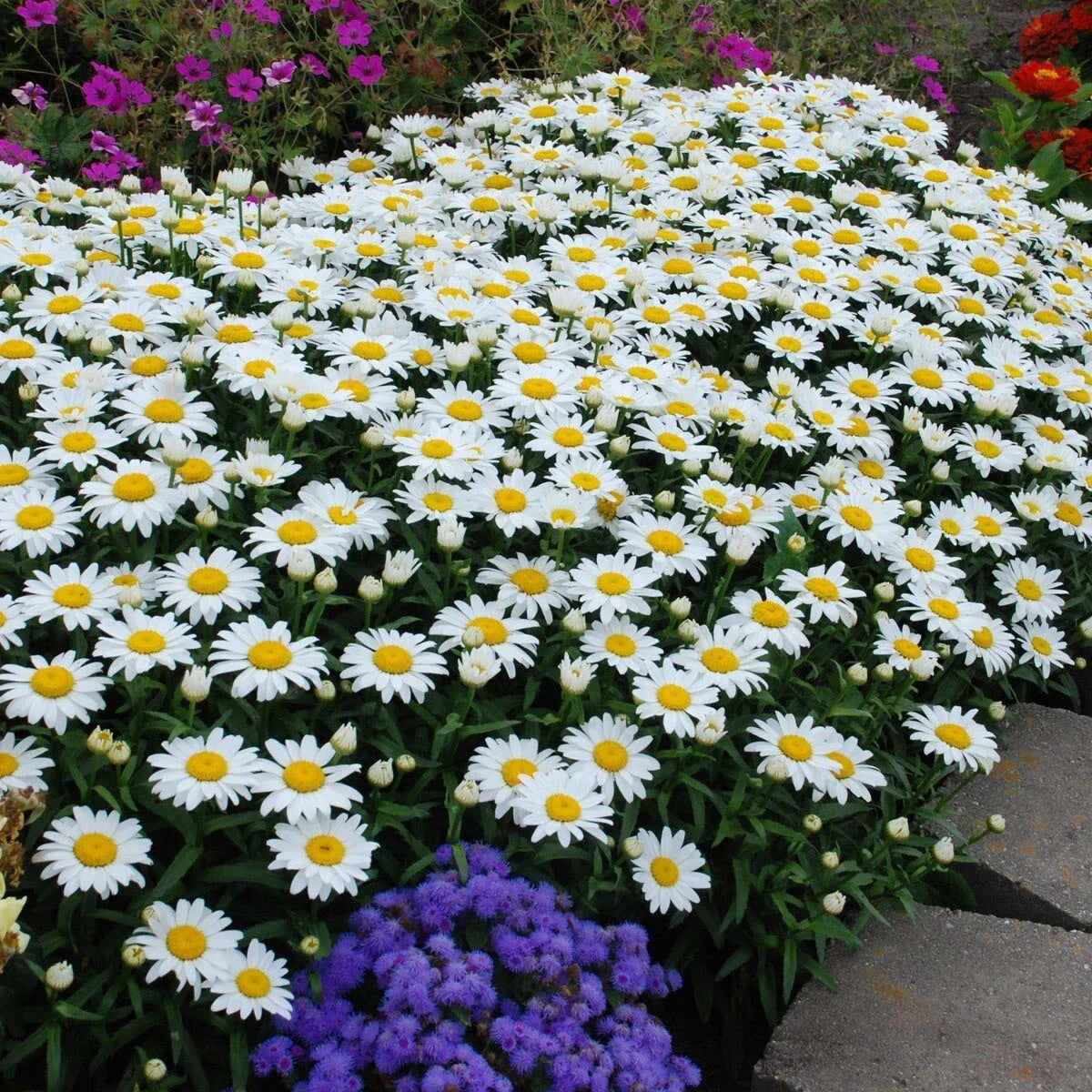 Shasta Daisy Seeds - 200+ Heirloom Non-GMO Leucanthemum × superbum for Gardens, Borders & Cut Flowers