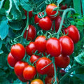Small Red Cherry Tomato Seeds - 50 Non-GMO Heirloom Solanum lycopersicum for Home Gardening, Container or In-Ground Planting
