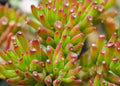 Crassula Ovata 'Gollum' Succulent Plant 2" Cutting, Indoor Jade Houseplant, Unique Tubular Leaves, Drought Tolerant