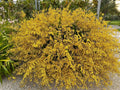 Oncidium Sphacelatum Dancing Lady Orchid Bare Root Division – Yellow Epiphytic Orchid, Bloom Size 2-3 Inches