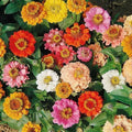 Dwarf Zinnia Seeds Bulk Pack 500 Non-GMO Zinnia elegans for Borders, Containers, Garden Beds