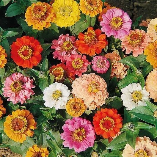 Dwarf Zinnia Seeds Bulk Pack 500 Non-GMO Zinnia elegans for Borders, Containers, Garden Beds