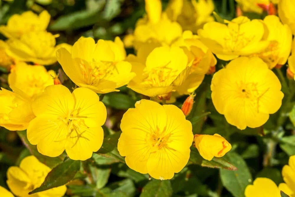 Evening Primrose Seeds - 500 Count - Oenothera biennis - Organic, Non-GMO, Heirloom Wildflower for Pollinators