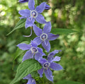 Tall Bellflower Seeds - 500+ Count - Campanula americana Wildflower for Native Gardens, Pollinator Attractant, USA Grown