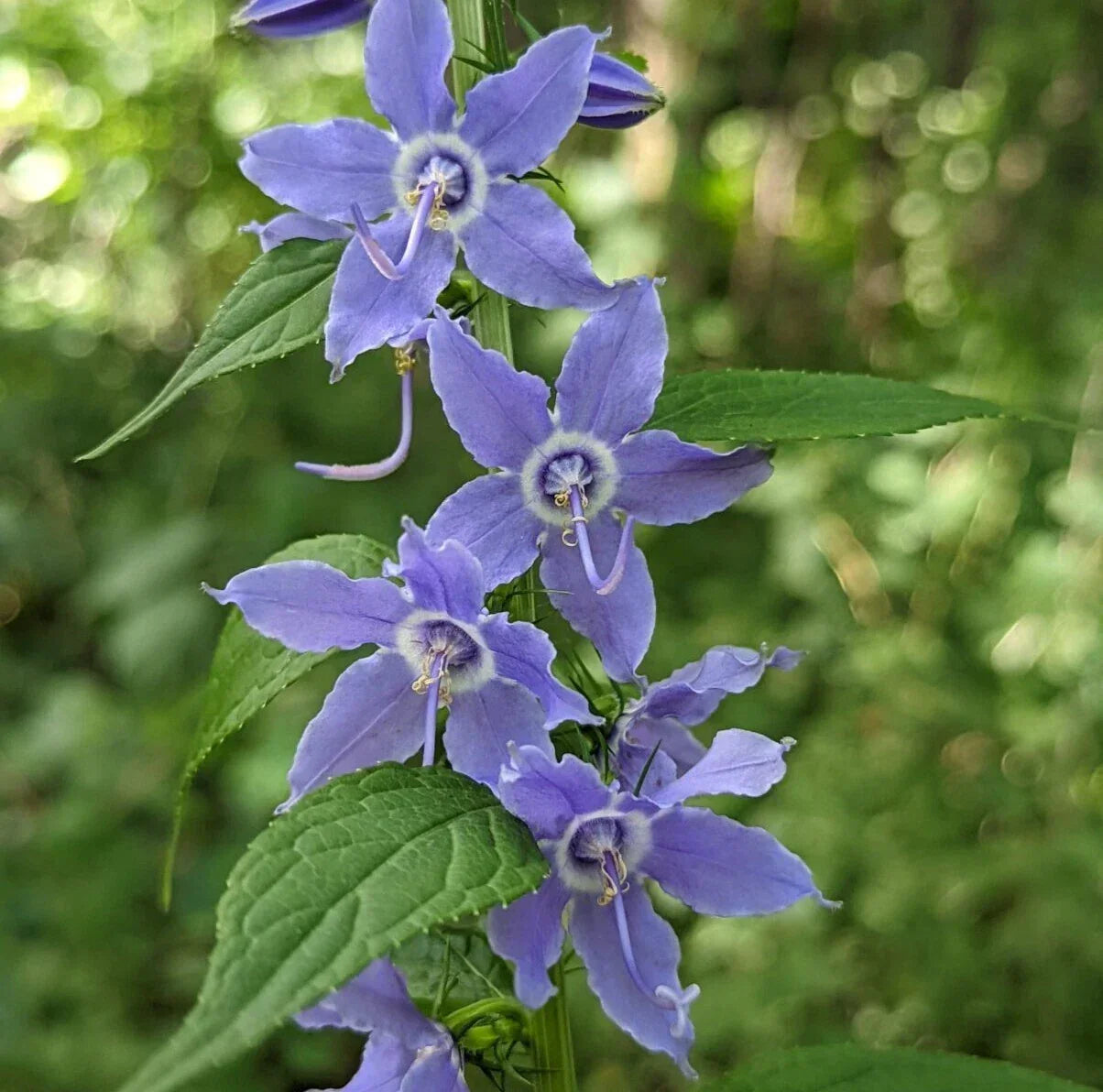 Tall Bellflower Seeds - 500+ Count - Campanula americana Wildflower for Native Gardens, Pollinator Attractant, USA Grown